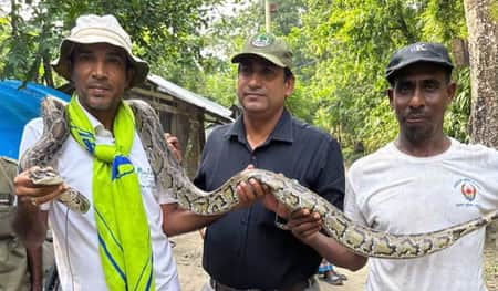 অজগর