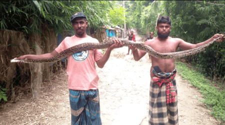 মাছের আড়তে ১০ ফুট লম্বা একটি অজগর সাপ উদ্ধার অজগর