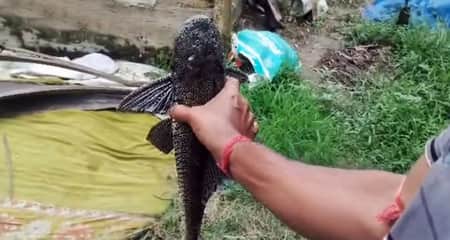অদ্ভুদ মাছ