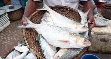 ইলিশের দাম