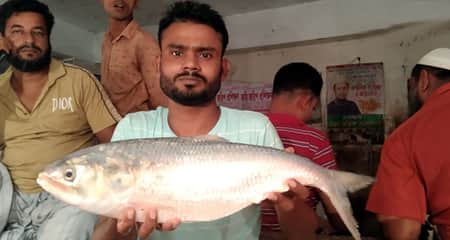 ইলিশের দাম