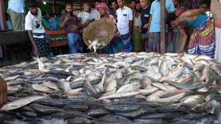 ইলিশ মাছ