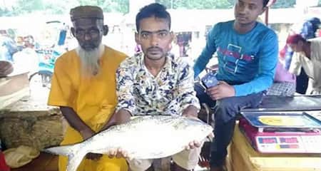 ইলিশ
