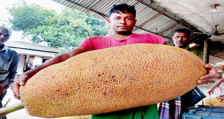 কাঁঠাল