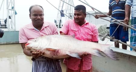 পদ্মার ২০ কেজি ওজনের একটি কাতল মাছ বিক্রি হলো যত টাকায় কাতল মাছ
