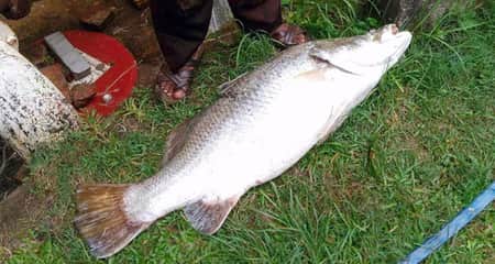 কোরাল মাছ