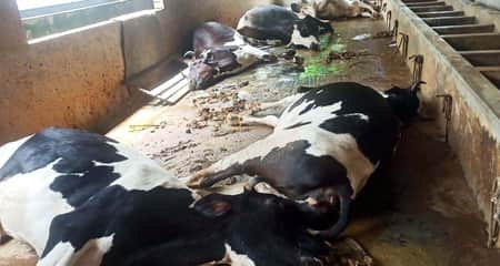 গরু