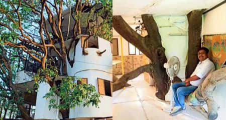 গাছের উপর বাড়ি