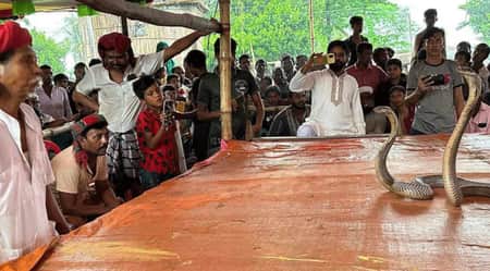 মঞ্চ মাতালো ফণা তোলা গোখরা