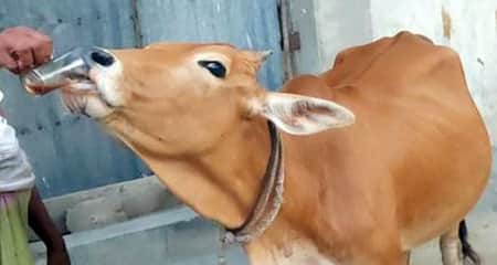 সেই রকম চা-খোর গরু চা
