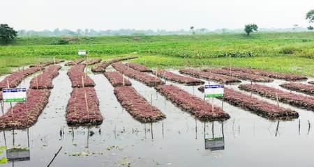 গোপালগঞ্জে জলাবদ্ধ জমিতে ভাসমান কৃষির আবাদ বাড়ছে জলাবন্ধ জমি