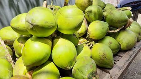 গ্রামে ৫০ টাকার ডাব ঢাকায় ১৫০ থেকে ২০০ টাকায় বিক্রি ডাব
