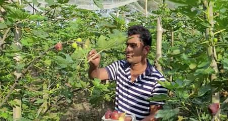 ত্বীন ফল
