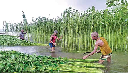 পাট