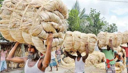 সুদিন ফেরানো যাচ্ছে না সোনালি আঁশের পাট