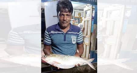 রাজা ইলিশ