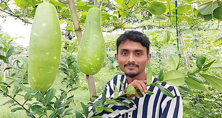 লাউ চাষ