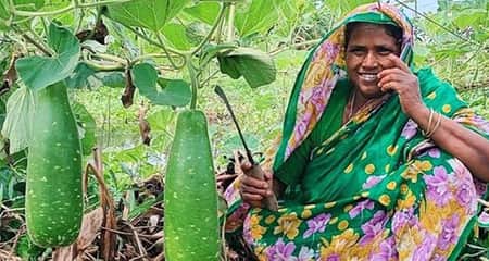 সবজির আবাদ