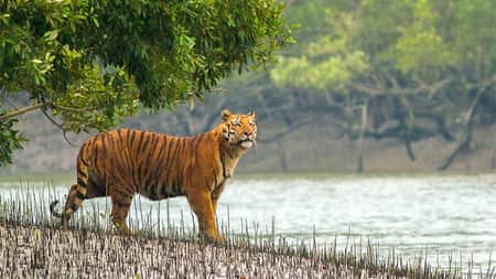 দর্শনার্থীদের জন্য শুক্রবার খুলে দেওয়া হচ্ছে সুন্দরবন সুন্দরবন