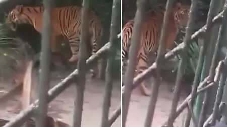 শরণখোলা রেঞ্জ অফিসের সামনে আবারও দেখা মিলেছে বাঘের