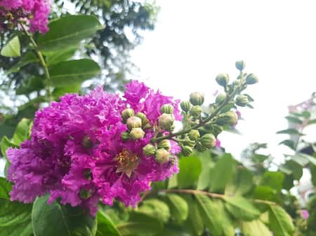 পথে পথে জারুলের স্নিগ্ধ ছোঁয়া