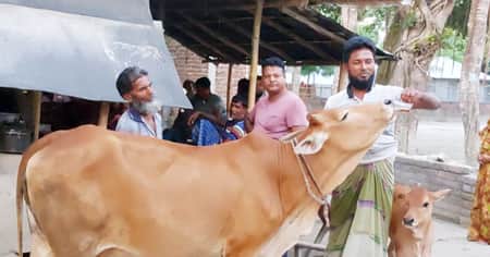 দোকানে এসে নিয়মিত চা পান করে এই গরুটি