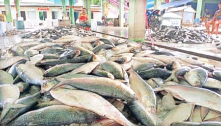 যখন কাটবে ইলিশের খরা, জানা গেল