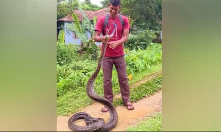 চা বাগান থেকে ১০ ফুট লম্বা অজগর উদ্ধার