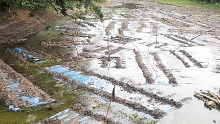 পুকুর ভাড়া করে পাট জাগ