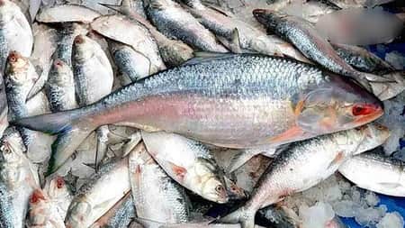 পদ্মা-মেঘনায় ভরা মৌসুমেও মিলছে না ইলিশ