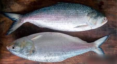 পুকুরে জেলে জালে মিললো ২০ ইলিশ