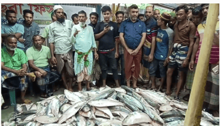 একবারেই ৪০ লাখ টাকার ইলিশ মিললো মিজান মাঝির জালে!
