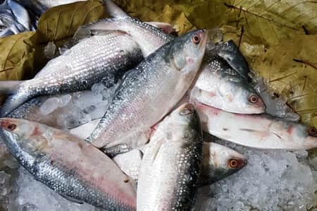 সাগরের মধ্যে বলেশ্বর নদের ইলিশই সেরা ইলিশ