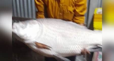 কাতল