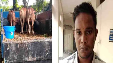 গরু-পিকআপ