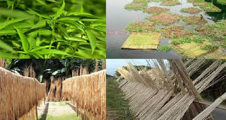 পাট নিয়ে লোকসানে কৃষক, আগ্রহ কমছে চাষে পাট আবাদ