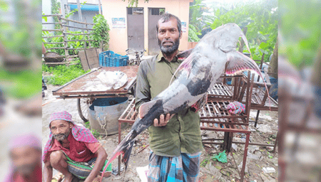বাগাড়