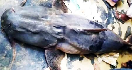 জেলের জালে ধরা পড়লো দানবআকৃতির ৭৯ কেজির বাঘাইড় বাঘাইড়