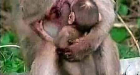 সড়কে নিহত সন্তান কোলে বনে ফিরে গেল বানর মা বানর