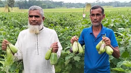 বেগুন চাষ