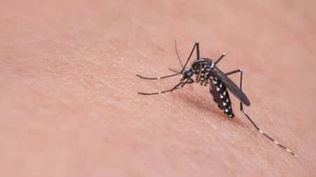 এবার ফ্রান্সে হানা দিয়েছে বাংলাদেশের মশা