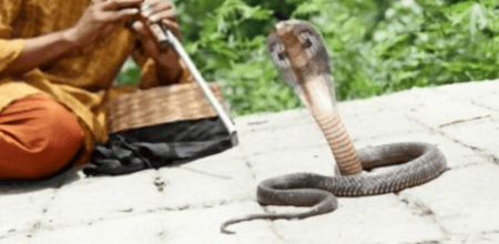 যাত্রীদের কাছ থেকে উপার্জন কম হওয়ায় ট্রেনে সাপ ছেড়ে দিলেন সাপুড়েরা সাপ