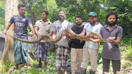 চবিতে মিলল ১১ ফুট লম্বা অজগর