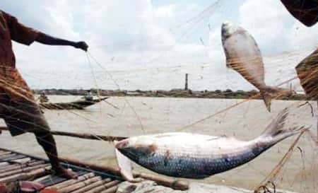 ইলিশ ধরা