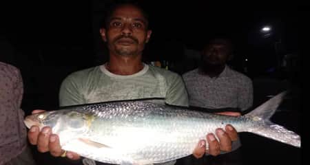 ইলিশ মাছ