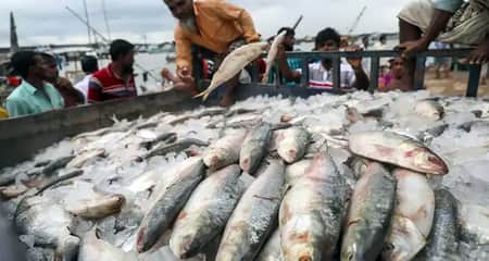 ইলিশ রপ্তানি
