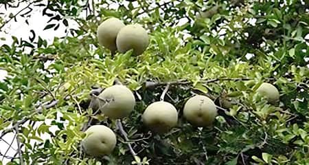 কদবেল ও কমলা বাগান