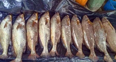 গণির সেই মাছ বিক্রি হল যত লাখ টাকায় গণির মাছ