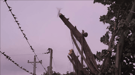 চড়ুই পাখি