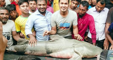 জালে উঠে এলো ৭২ কেজির বাঘাইড়, যত টাকায় বিক্রি জেলের জালে ধরা